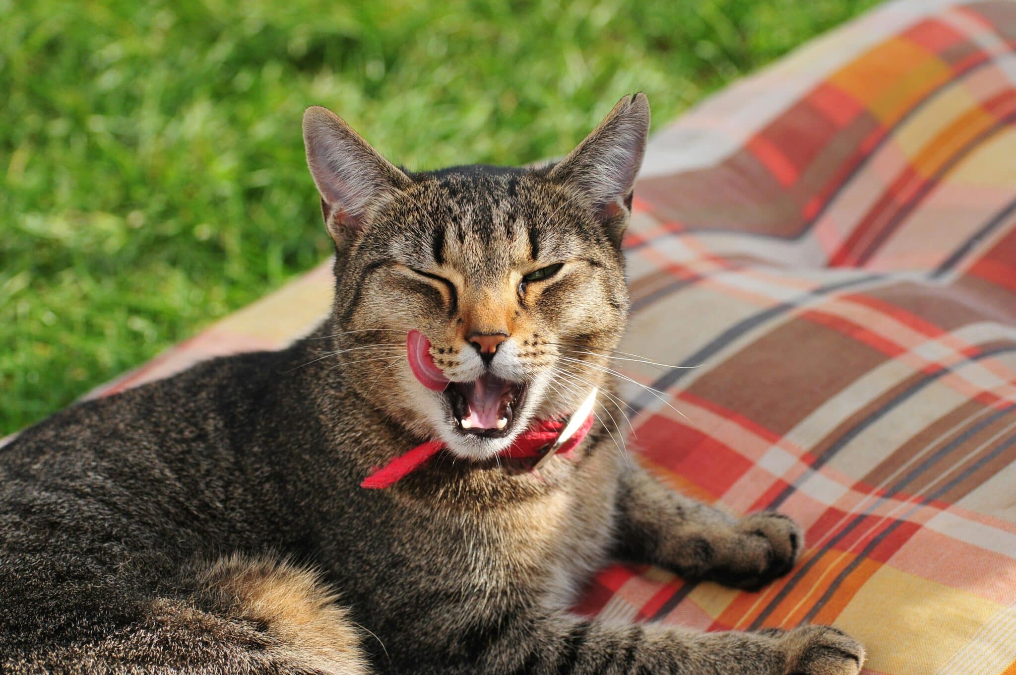 15 Cat Dental Must-Haves for Fresh Breath and Fancy Little Fangs