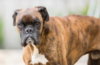 15 Dog Breeds With Serious Guarding Instincts And Big Hearts