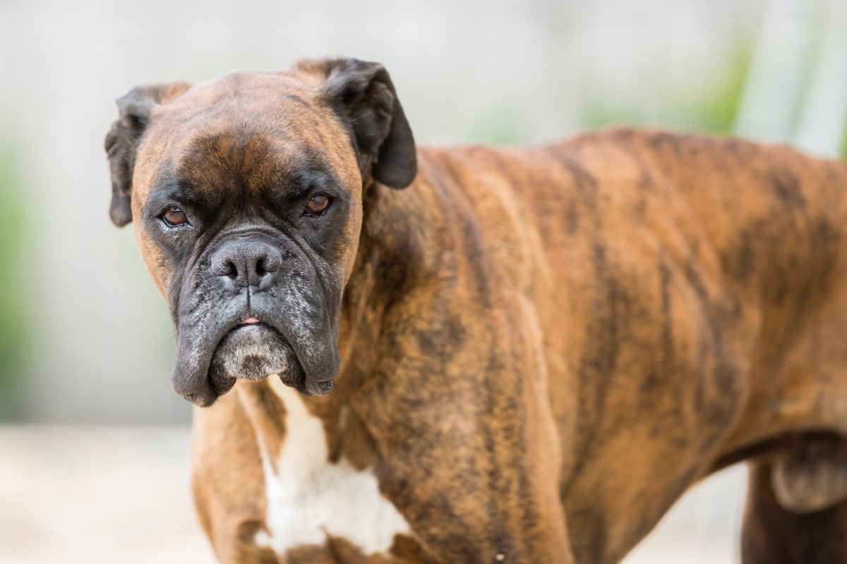 15 Dog Breeds With Serious Guarding Instincts And Big Hearts
