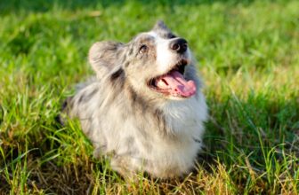 17 Dog Goods You Didn’t Know Existed (But Absolutely Need)