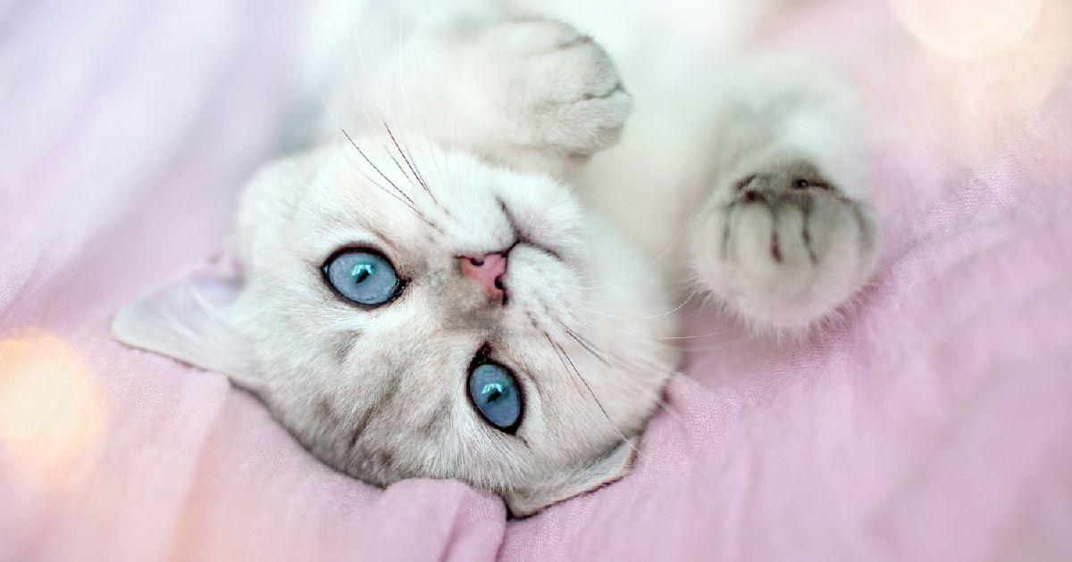 25 Amazon Favorites For Spoiling Your Cat Every Day