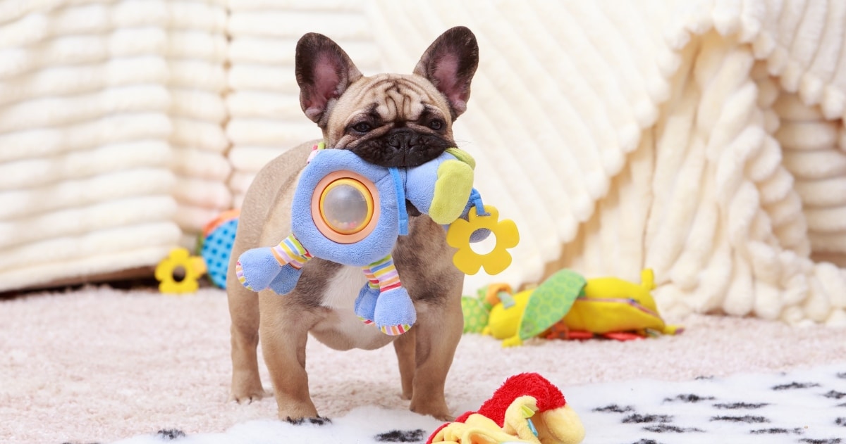 27 Can’t-Miss Early Prime Day Deals for Your Furry BFF 27 Can’t-Miss Early Prime Day Deals for Your Furry BFF