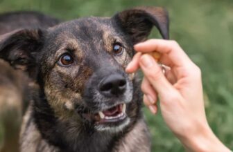 3 Tips To Successfully Training Your Dog With Treats