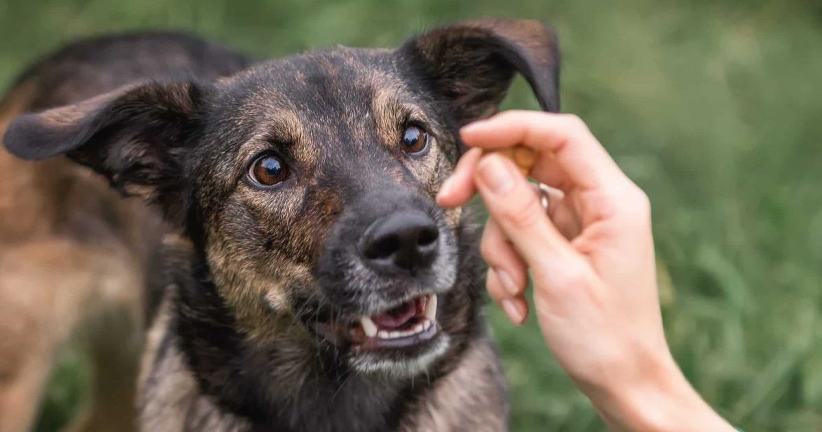 3 Tips To Successfully Training Your Dog With Treats
