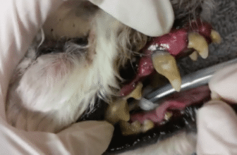 5 Serious Illnesses Caused by Canine Dental Disease