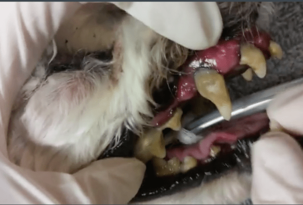 5 Serious Illnesses Caused by Canine Dental Disease