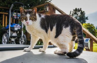 7 Best Cat Grooming Clippers