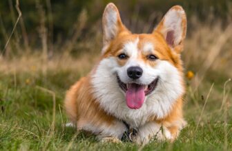 7 Best CoQ10 Supplements for Dogs