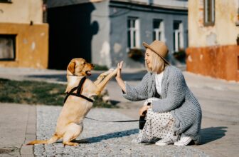 7 Best Colloidal Silver for Dogs