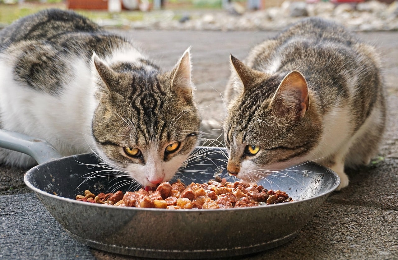 7 Best Turkey Cat Foods