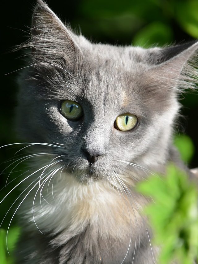 7 Cat Breeds That Show Love in the Purest Form