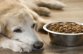 7 Ways Happy, Healthy™ Topper Can Benefit Senior Dogs