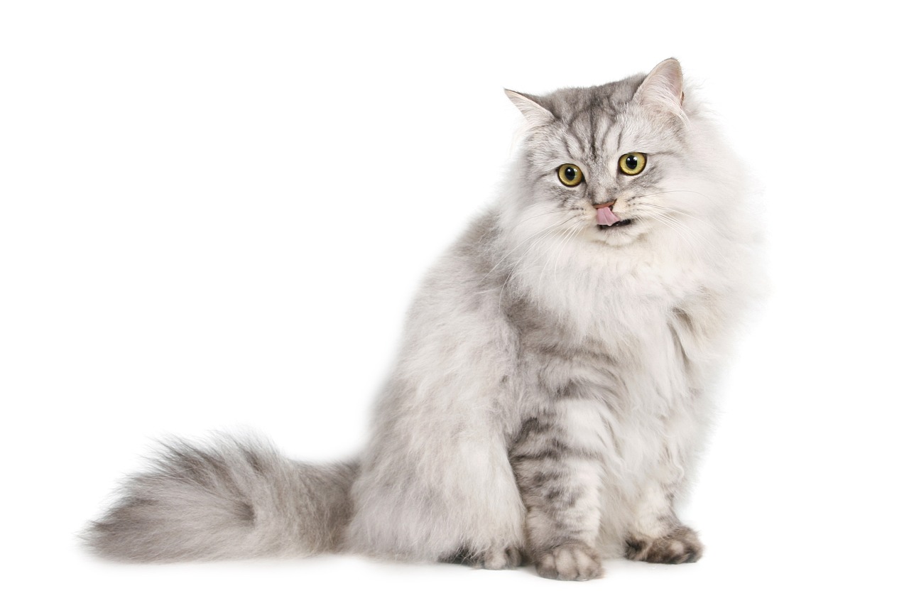 8 Best Cat Foods for Shedding