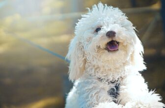 8 Best Dog Foods for Joint Health