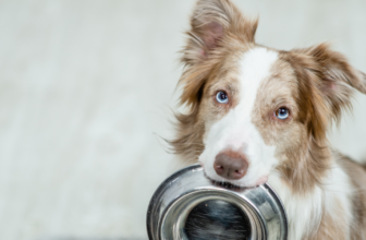 8 Feeding Tips To Help Manage Dog Diabetes