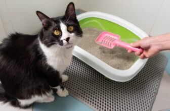 8 Tips For Keeping A Clean Litter Box
