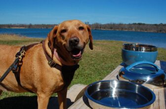 8 Tips to Turn Your Dog Picnic Into an Enrichment Activity