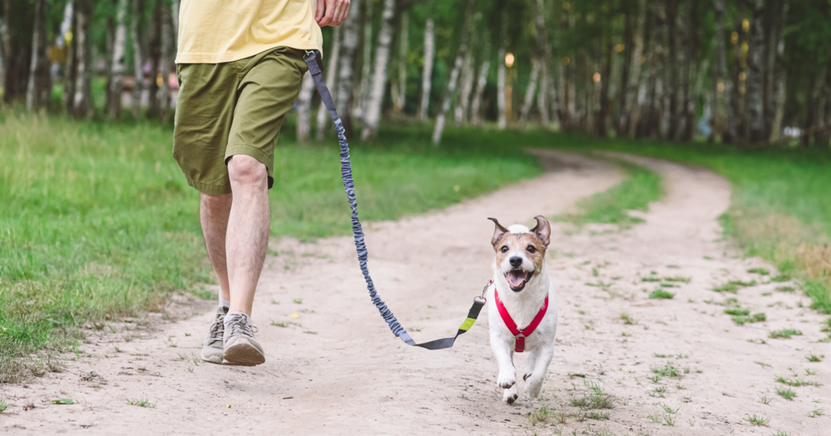 9 Best Hands Free Dog Leashes 9 Best Hands Free Dog Leashes