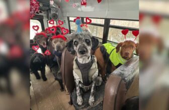 A Bus Full of Dogs Pulls Off the Most Wholesome Valentine’s Day Group Shot