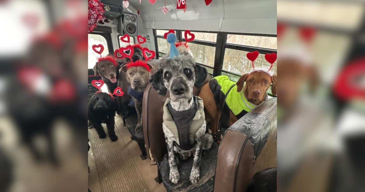 A Bus Full of Dogs Pulls Off the Most Wholesome Valentine’s Day Group Shot