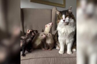 A Cat With Five Ferret Siblings Lives in Constant Chaos (and Loves It)
