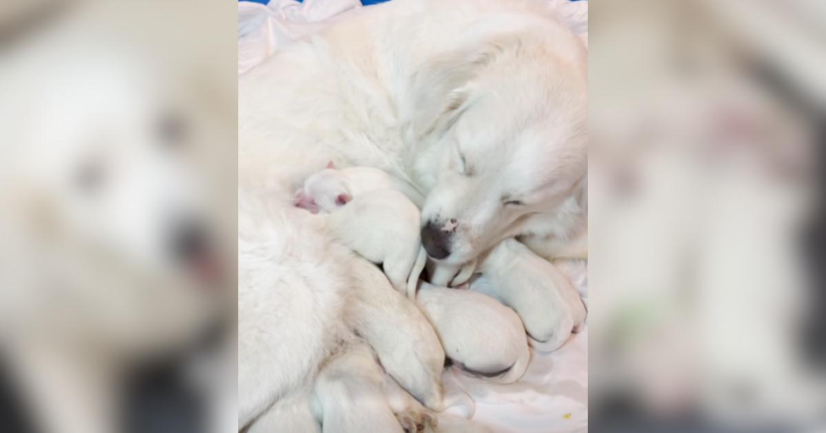 A Couple’s Evening Stroll Brought Home A Lost Great Pyrenees and The 8 Tiny Surprises She Carried