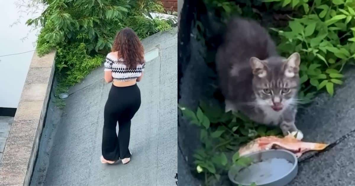 A Rooftop Stray Wouldn’t Come Down So Woman Spends Three Weeks Winning Her Over