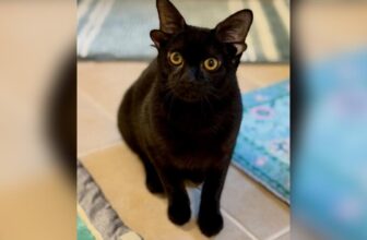 A ‘Double-Eared’ Kitten Is Capturing Hearts While Waiting for a Home