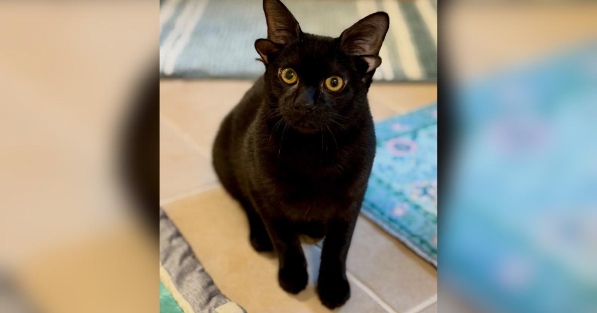 A ‘Double-Eared’ Kitten Is Capturing Hearts While Waiting for a Home