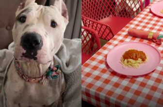 Abandoned Mama Pittie Gets A Lady And The Tramp Valentine’s Dinner
