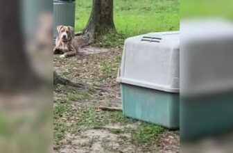 After 10 Loyal Years, Sweet Dog Was Left Behind When the Family Packed Up