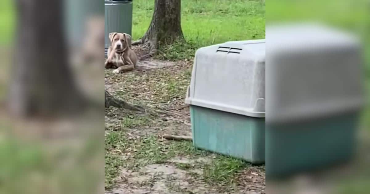 After 10 Loyal Years, Sweet Dog Was Left Behind When the Family Packed Up After 10 Loyal Years, Sweet Dog Was Left Behind When the Family Packed Up