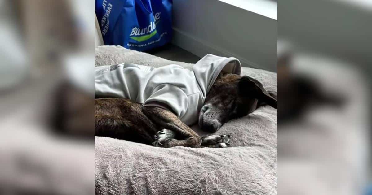 After 43 Days In The Colorado Mountains, Lost Dog Rocky Is Home At Last After 43 Days In The Colorado Mountains, Lost Dog Rocky Is Home At Last
