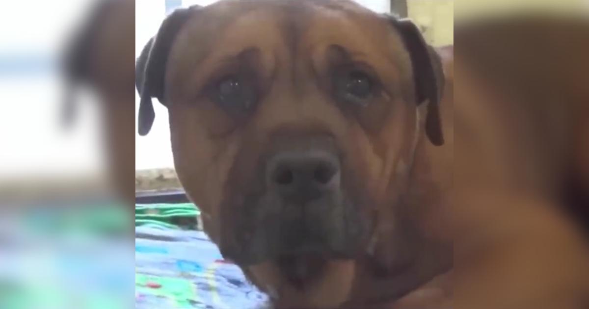 After Being Abandoned, This Devoted Dog Couldn’t Hide His Heartbreak After Being Abandoned, This Devoted Dog Couldn’t Hide His Heartbreak