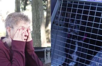 After Disaster Took Everything From Them, This Dog Found a Way Back to His Mom