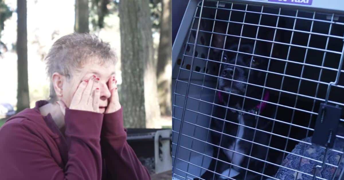 After Disaster Took Everything From Them, This Dog Found a Way Back to His Mom