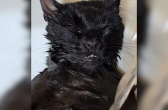 Bath Time for This Cat Turns Into the Sweetest Little Snooze