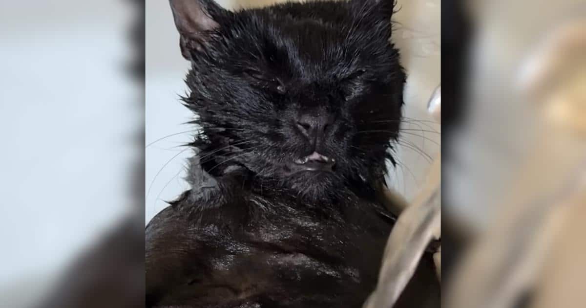 Bath Time for This Cat Turns Into the Sweetest Little Snooze