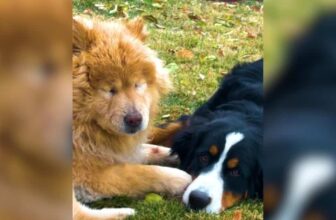 Blind Dog Walks Confidently Because Her Little Sister Is Always There