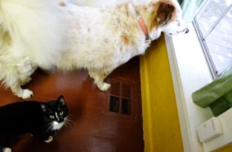 Calm Enrichment Activities for Dogs