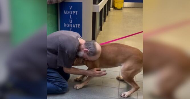 Cancer Survivor Reunites With The Dog He Once Had To Give Up