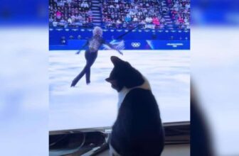 Cats Are Taking the Gold When It Comes to Catching Olympic Lugers on TV