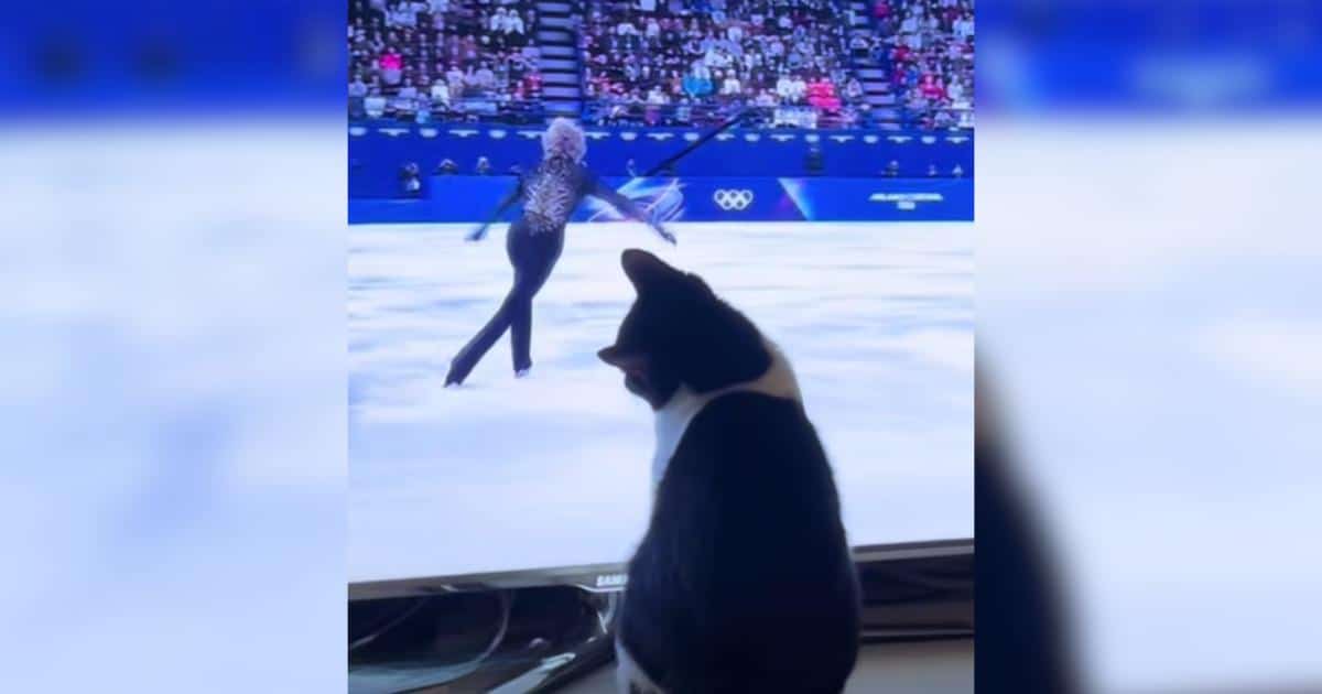 Cats Are Taking the Gold When It Comes to Catching Olympic Lugers on TV Cats Are Taking the Gold When It Comes to Catching Olympic Lugers on TV