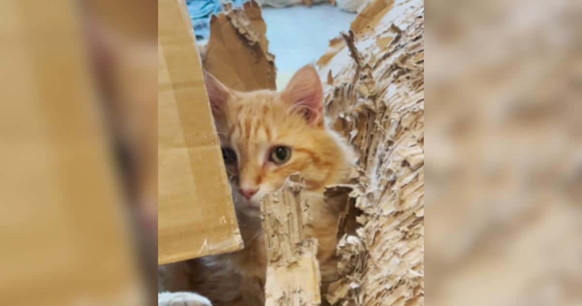 Cat’s Shredded Moving Box Reveals the Sweetest Truth About Trust Cat’s Shredded Moving Box Reveals the Sweetest Truth About Trust