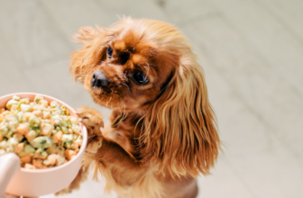 Company Researches 3,009 Dog Food Formulas And Finds ONLY 593 To Be Satisfactory