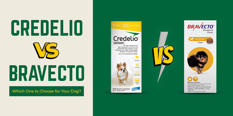 Credelio vs. Bravecto – Which One to Choose for Your Dog?