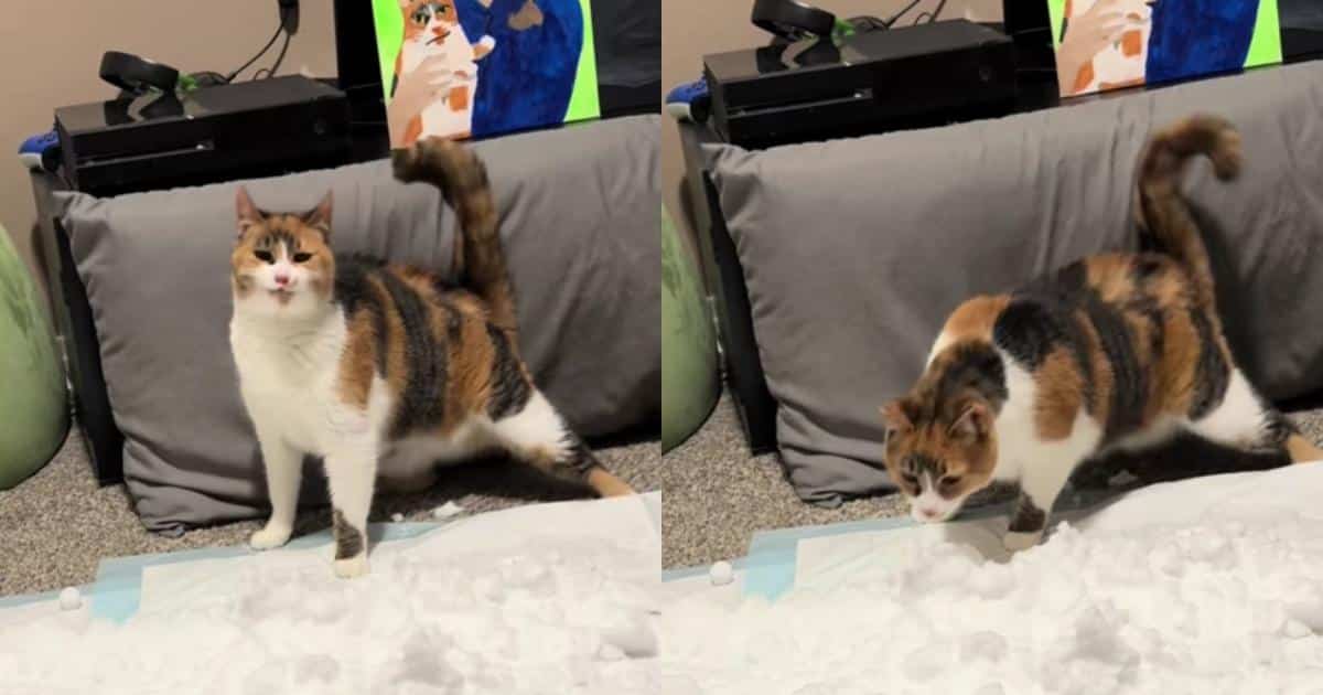 Disabled Cat Gets to Enjoy Snow After Mom Brings Winter Inside