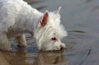 Dog Hydration on the Go: What to Pack for Year-Round Walks, Hikes, and Travel with Your Pup