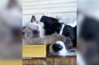 Dog Overcomes Her Fear of Kittens and Turns Into a Total Foster Mama