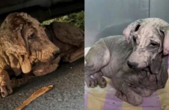 Dog Who Turned To Stone Was Actually A Scared Little Puppy